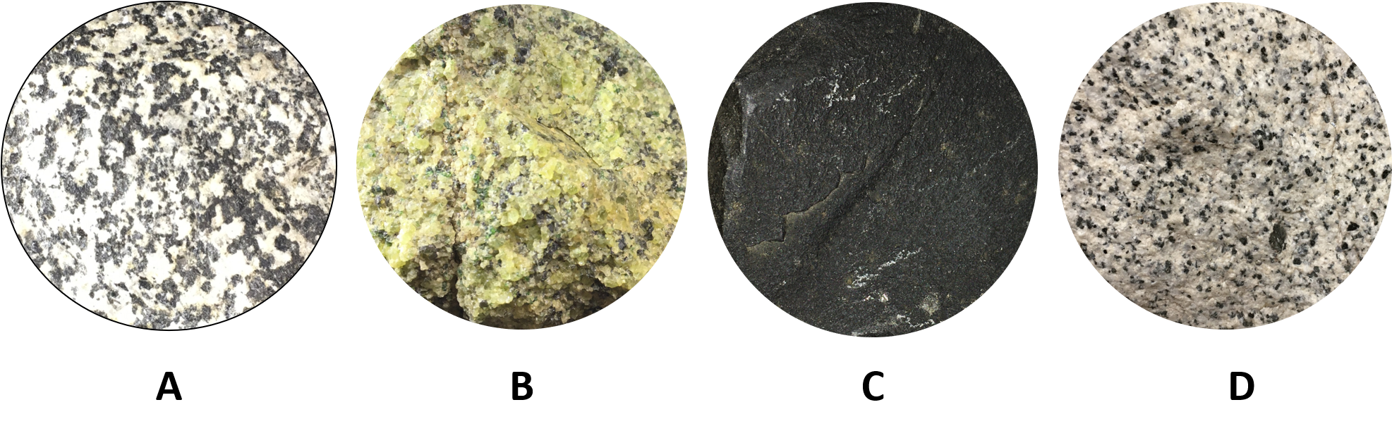 Sample A is a black and white coarse grained igneous rock; Sample B is a green, coarse grained igneous rock; Sample C is a black fine-grained igneous rock; Sample D is a lighter colored, coarse grained igneous rock. 