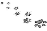 wildcat footprints